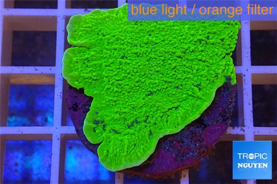 Montipora capricornis green plate 3-4 cm WYSIWYG acclimaté