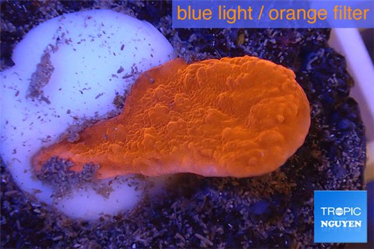 Montipora capricornis red plate 1-2 cm WYSIWYG acclimaté