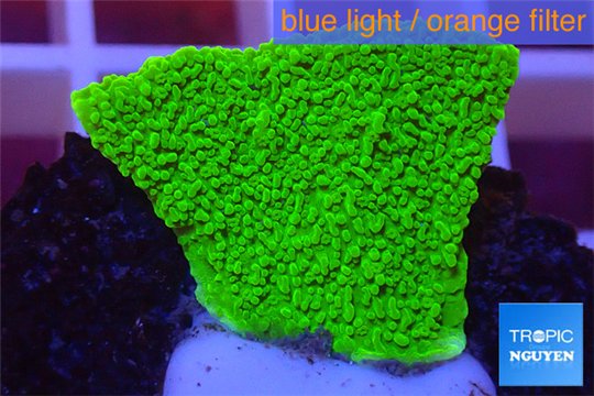 Montipora capricornis green plate 2-3 cm WYSIWYG acclimaté