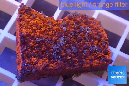 Montipora red incrusting 2-4 cm WYSIWYG acclimaté