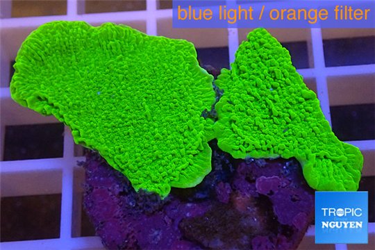 Montipora capricornis green plate 3-4 cm WYSIWYG acclimaté