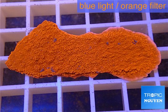 Montipora capricornis red plate 3-5 cm WYSIWYG acclimaté