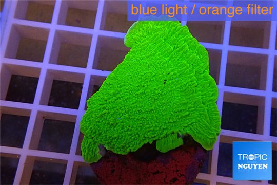 Montipora capricornis green plate 2-4 cm WYSIWYG acclimaté