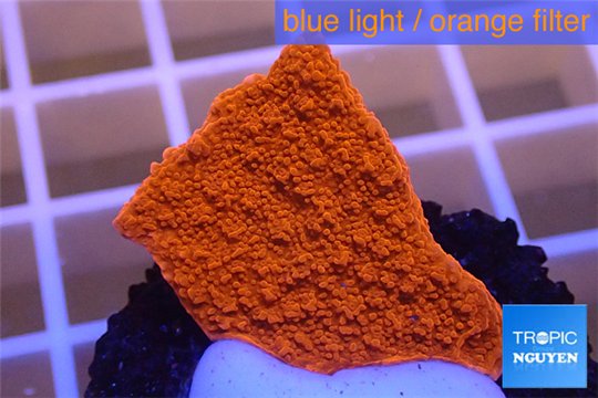 Montipora capricornis red plate 2-3 cm WYSIWYG acclimaté