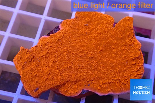 Montipora capricornis red plate 4-5 cm WYSIWYG acclimaté