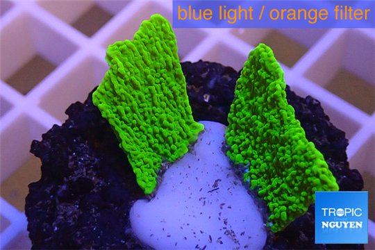 Montipora capricornis green plate 1-2 cm WYSIWYG acclimaté