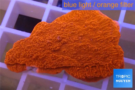 Montipora capricornis red plate 2-3 cm WYSIWYG acclimaté