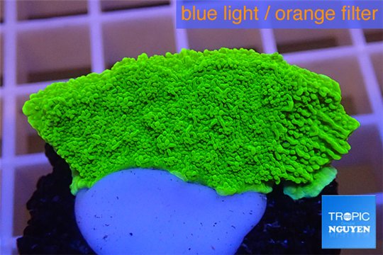 Montipora capricornis green plate 2-3 cm WYSIWYG acclimaté