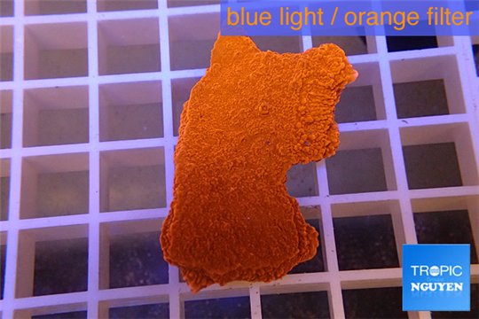 Montipora capricornis red plate 2-4 cm WYSIWYG acclimaté