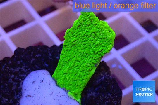 Montipora capricornis green plate 2-3 cm WYSIWYG acclimaté