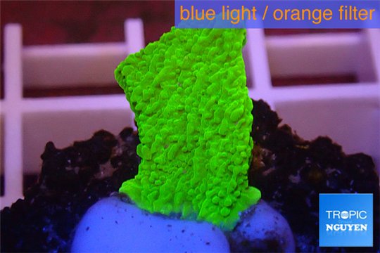 Montipora capricornis green plate 1-2 cm WYSIWYG acclimaté
