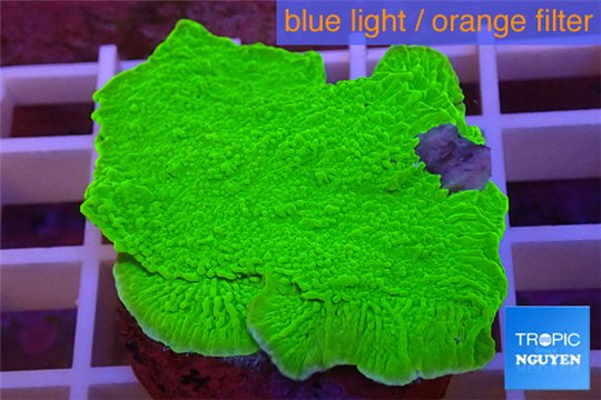 Montipora capricornis green plate 3-4 cm WYSIWYG acclimaté