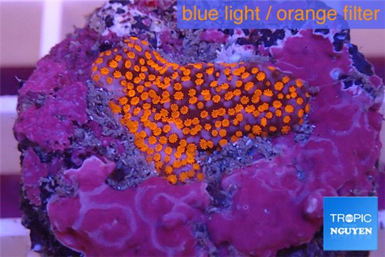 Montipora danae red poker star 1-2 cm WYSIWYG acclimaté
