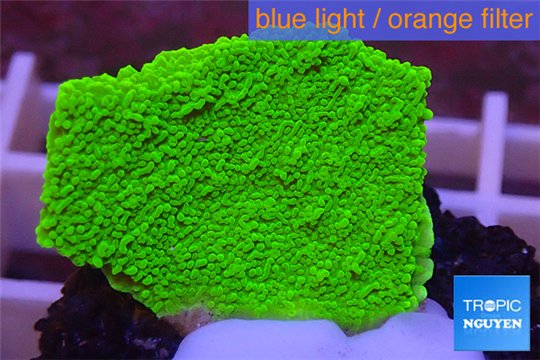 Montipora capricornis green plate 2-3 cm WYSIWYG acclimaté