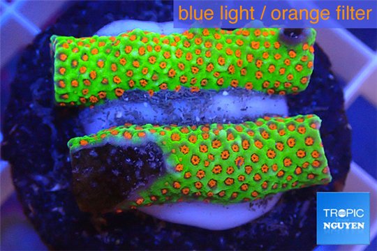 Montipora red fire forest 2-4 cm WYSIWYG acclimaté
