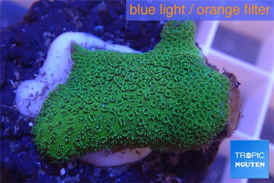 Montipora digitata green 2-4 cm WYSIWYG acclimaté