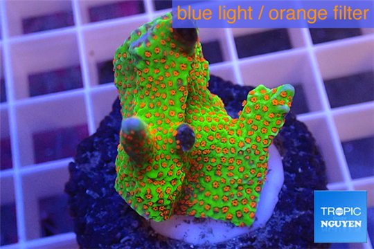 Montipora red fire forest 2-4 cm WYSIWYG acclimaté