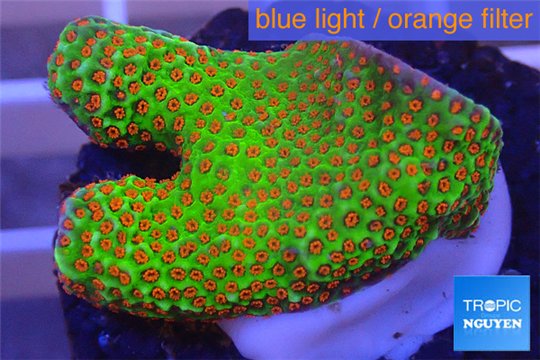 Montipora red fire forest 2-4 cm WYSIWYG acclimaté