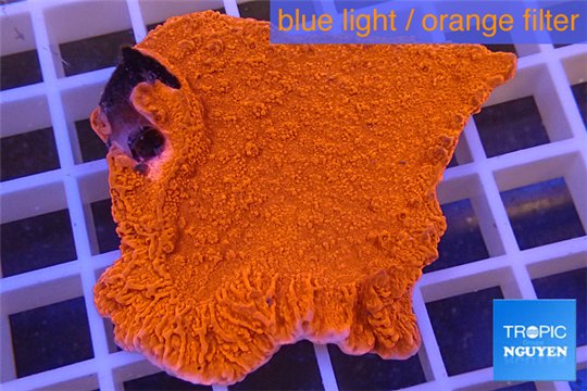 Montipora red plate 4-5 cm WYSIWYG acclimaté