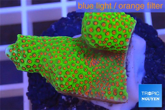 Montipora red fire forest 2-4 cm WYSIWYG acclimaté