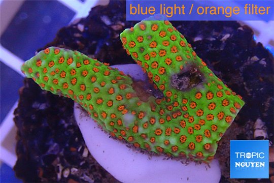 Montipora red fire forest 2-4 cm WYSIWYG acclimaté