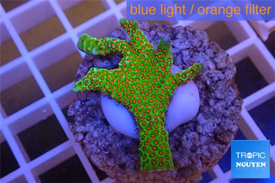 Montipora red fire forest 2-4 cm WYSIWYG acclimaté