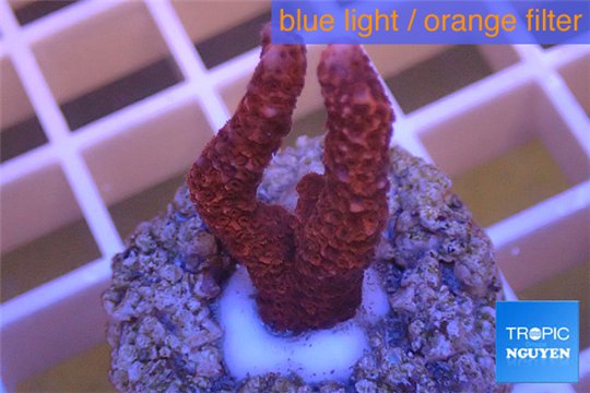 Montipora digitata red 2-3 cm WYSIWYG acclimaté