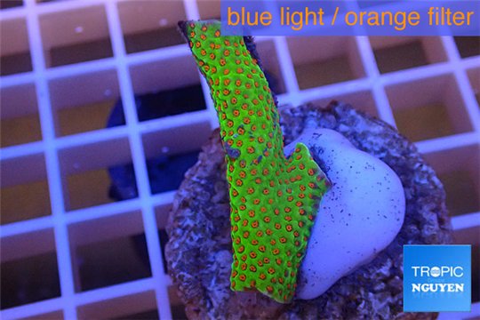 Montipora red fire forest 2-4 cm WYSIWYG acclimaté