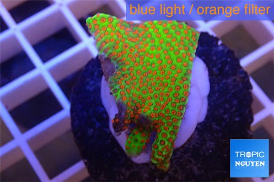 Montipora red fire forest 2-4 cm WYSIWYG acclimaté