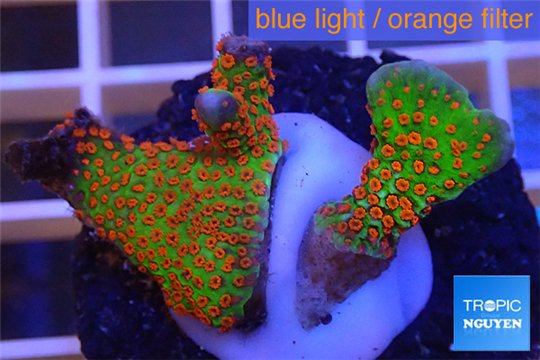 Montipora red fire forest 2-4 cm WYSIWYG acclimaté