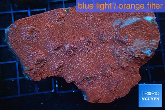 Echinophyllia red blue 8-11 cm WYSIWYG acclimaté