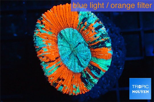 Trachyphyllia red blue 3-5 cm WYSIWYG acclimaté