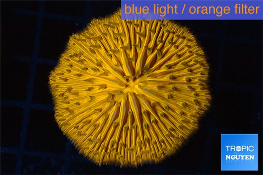 Fungia orange 3-5 cm WYSIWYG acclimaté