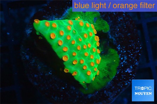 Leptastrea green & orange 2-3 cm WYSIWYG acclimaté