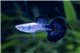 Guppy cobra bleu navy 3,5-4 cm
