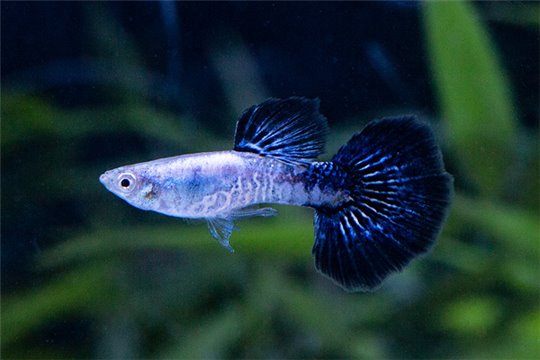 Guppy cobra bleu navy 3,5-4 cm