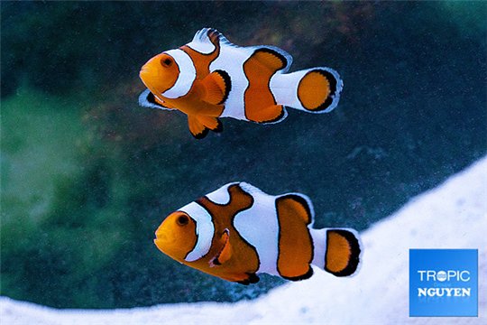 Amphiprion ocellaris designer 4-6 cm Le couple WYSIWYG acclimaté