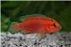 Hemichromis exsul 4,1-5 cm