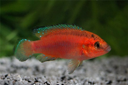 Hemichromis exsul 4,1-5 cm