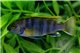 Labidochromis mbamba 4-5 cm