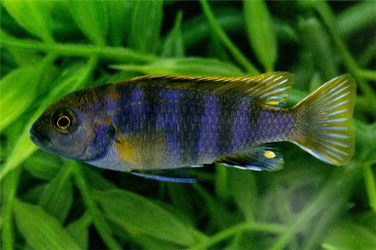 Labidochromis mbamba 4-5 cm