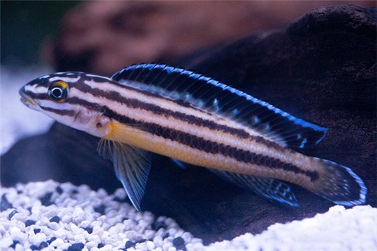 Julidochromis regani Kipili 4-5 cm