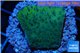 Montipora purple blue 2-3 cm WYSIWYG acclimaté