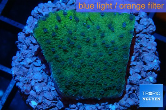 Montipora purple blue 2-3 cm WYSIWYG acclimaté