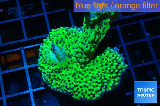 Montipora green & purple polyps 3-4 cm WYSIWYG acclimaté