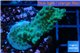 Acropora green purple Australia 3-4 cm WYSIWYG acclimaté