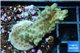 Acropora green purple Australia 3-4 cm WYSIWYG acclimaté