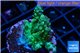 Acropora green Australia 3-4 cm WYSIWYG acclimaté