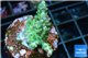 Acropora green Australia 3-4 cm WYSIWYG acclimaté