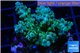 Acropora golden green purple Australia 3-5 cm WYSIWYG acclimaté